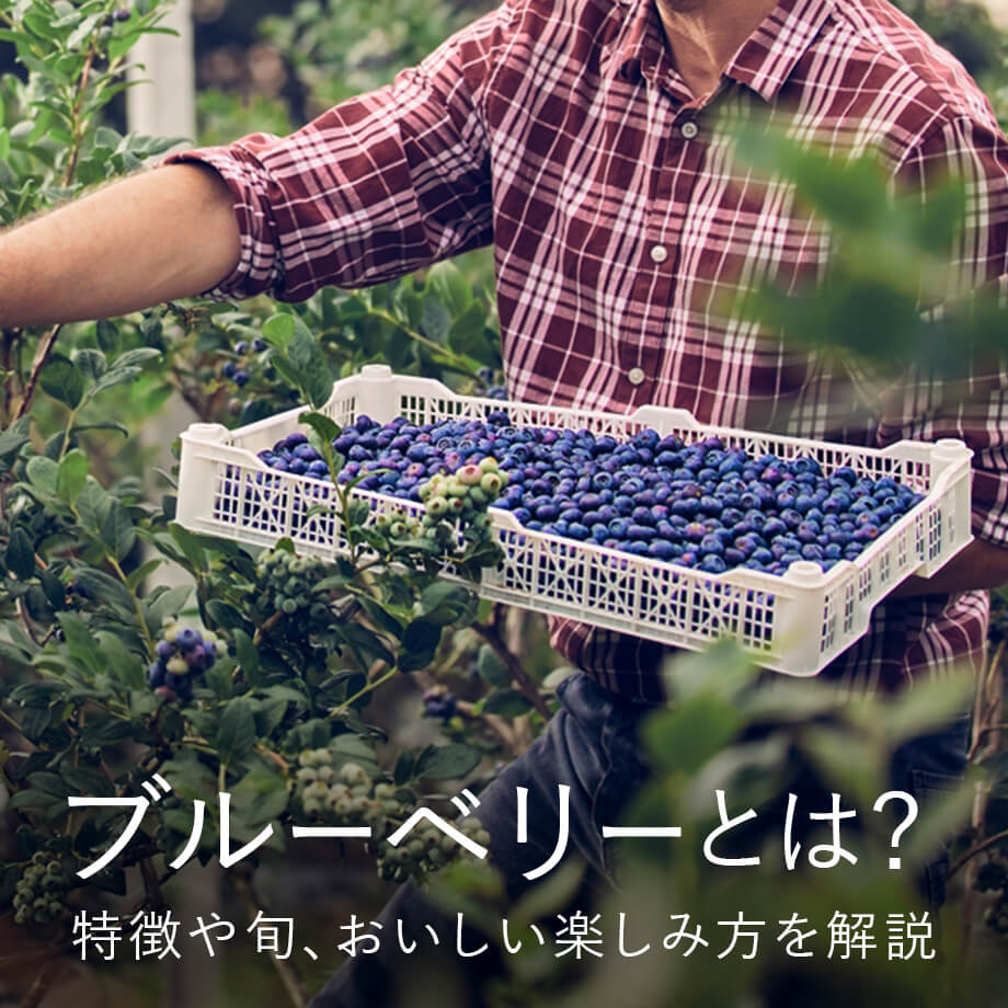 【ブルーベリーとは?】特徴や旬、おいしい楽しみ方を解説