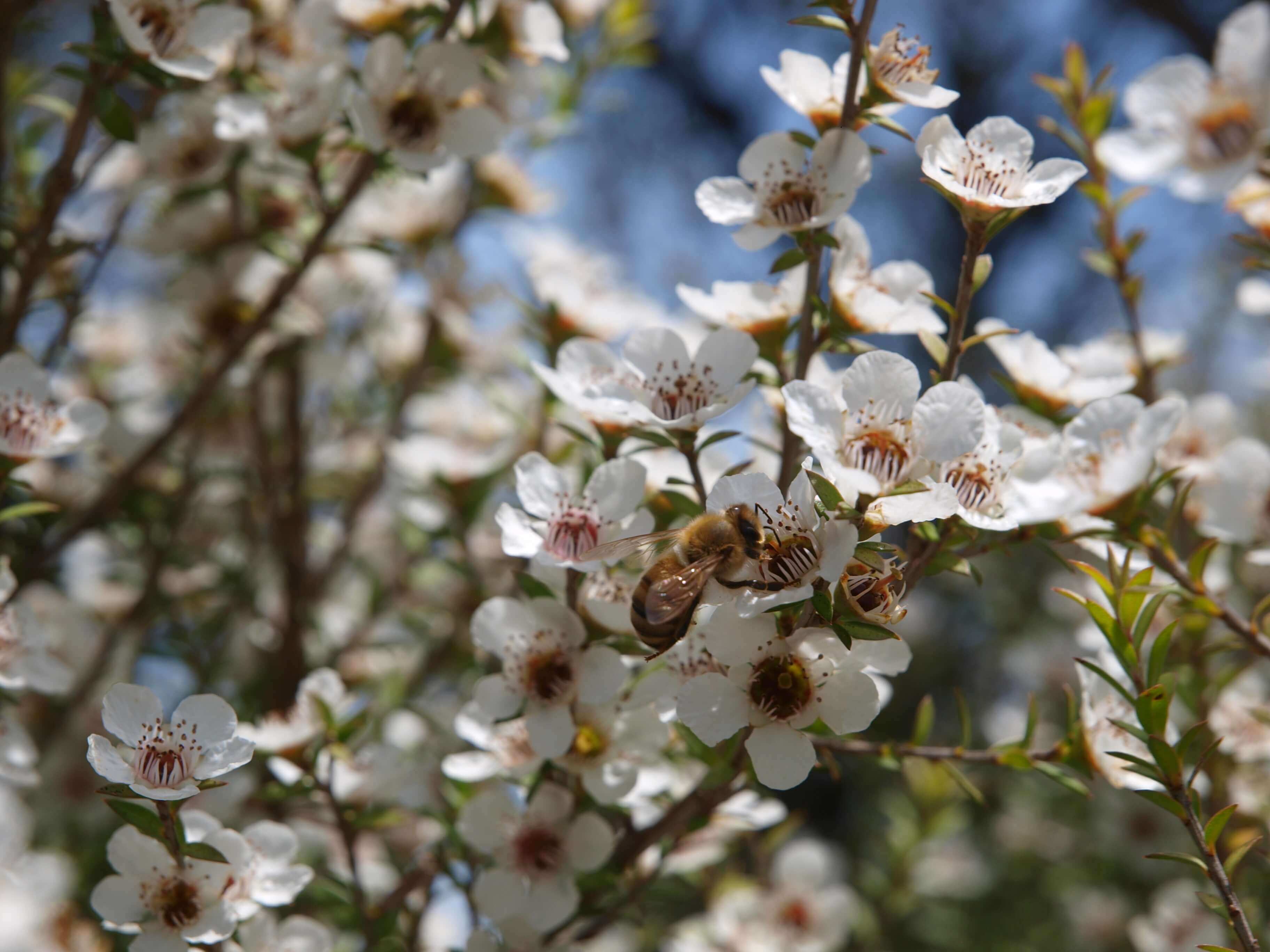 マヌカって何だろう?