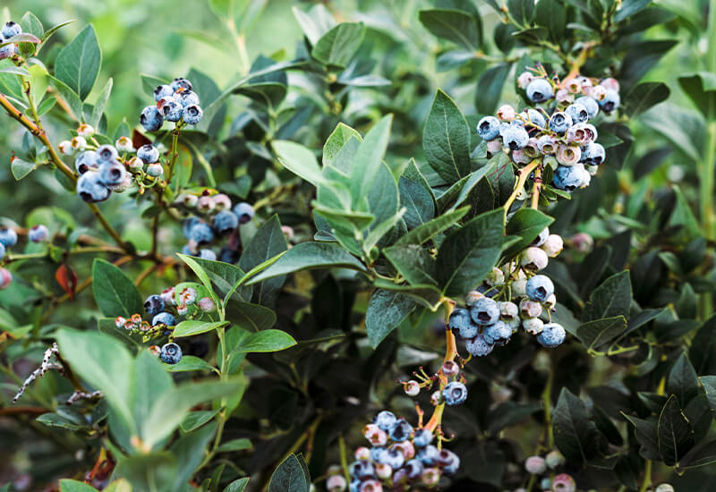 ブルーベリーとは