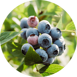ハイブッシュブルーベリー(主にカルチベート種)