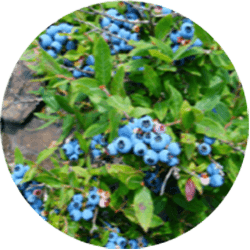 ローブッシュブルーベリー(ワイルド種)