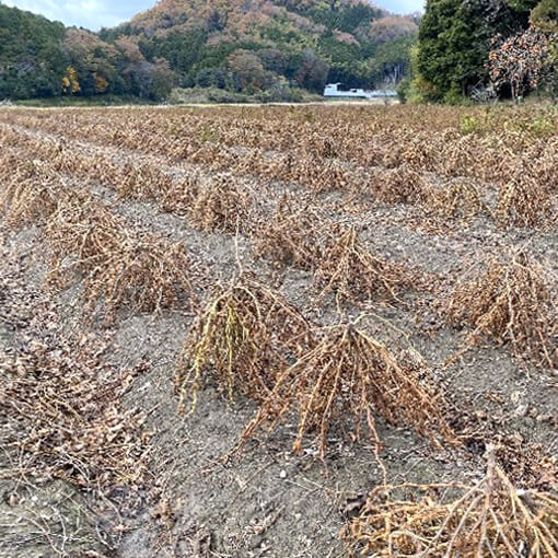 小田垣商店さんに聞く、丹波黒豆の魅力